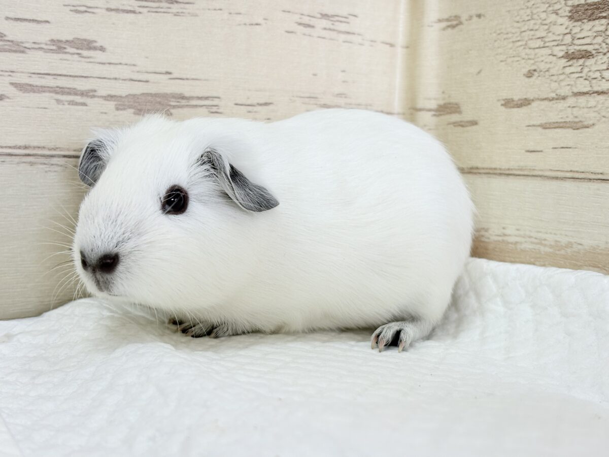 【最新画像更新🪄︎︎✨】将来はもっちもちになるんだっ🐹🍡🤍ロシアンスモークモルモット(ホワイト) 男の子 ロシアンスモークモルモット