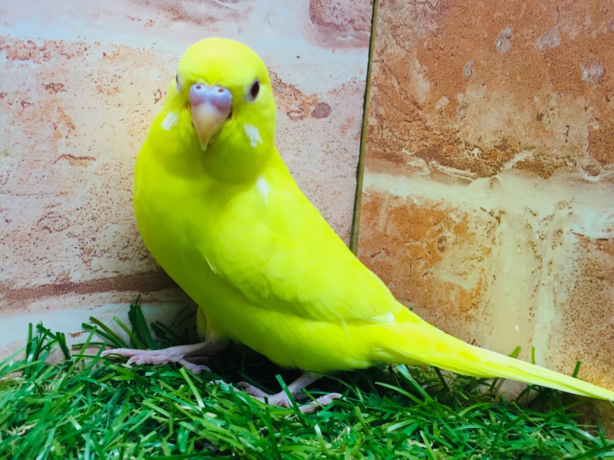 【最新画像更新】ひよこそっくり!?💛 ルチノカラーのセキセイちゃん🌟🌟 セキセイインコ