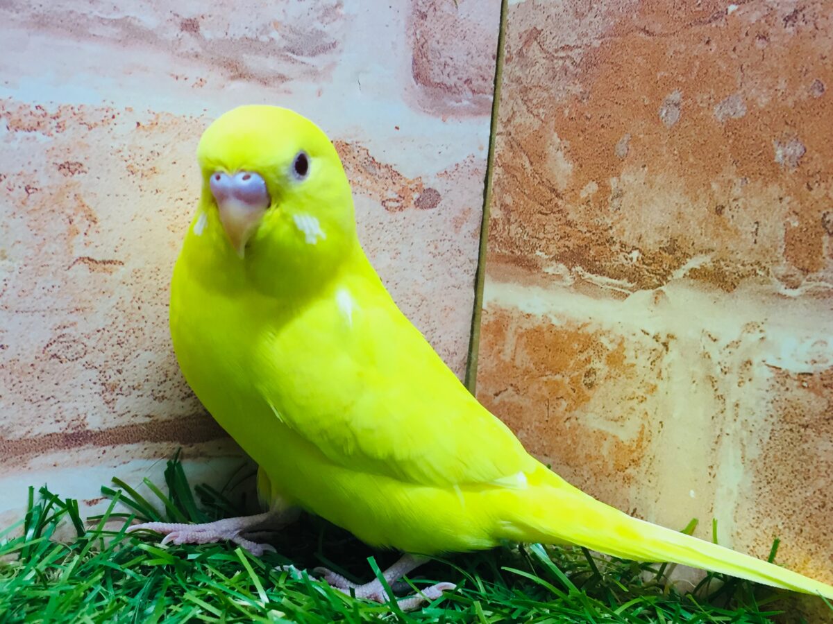 【最新画像更新】ひよこそっくり!?💛 ルチノカラーのセキセイちゃん🌟🌟 セキセイインコ