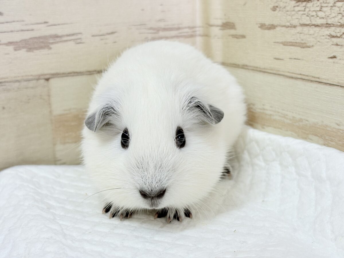 【最新画像更新🪄︎︎✨】将来はもっちもちになるんだっ🐹🍡🤍ロシアンスモークモルモット(ホワイト) 男の子 ロシアンスモークモルモット