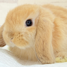長い耳でどこまでも飛んでいけそう🐰𓈒𓏸𓈒꙳𓂃ホーランドロップイヤーラビット(オレンジ) 女の子