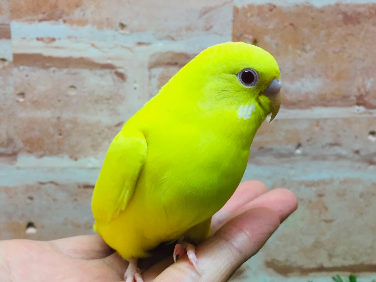 【最新画像更新】ひよこそっくり!?💛 ルチノカラーのセキセイちゃん🌟🌟 セキセイインコ