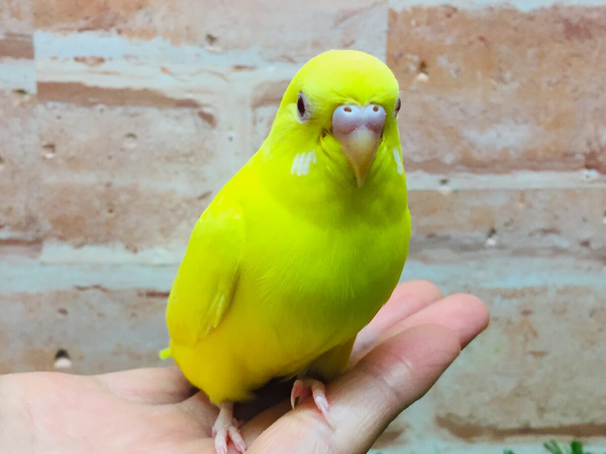 【最新画像更新】ひよこそっくり!?💛 ルチノカラーのセキセイちゃん🌟🌟 セキセイインコ