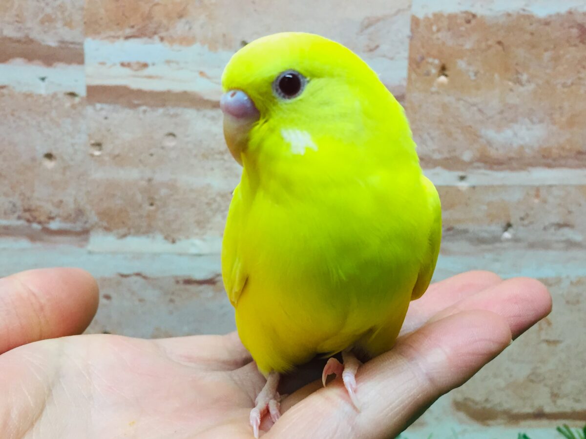 【最新画像更新】ひよこそっくり!?💛 ルチノカラーのセキセイちゃん🌟🌟 セキセイインコ
