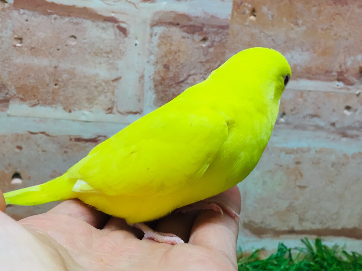 【最新画像更新】ひよこそっくり!?💛 ルチノカラーのセキセイちゃん🌟🌟 セキセイインコ