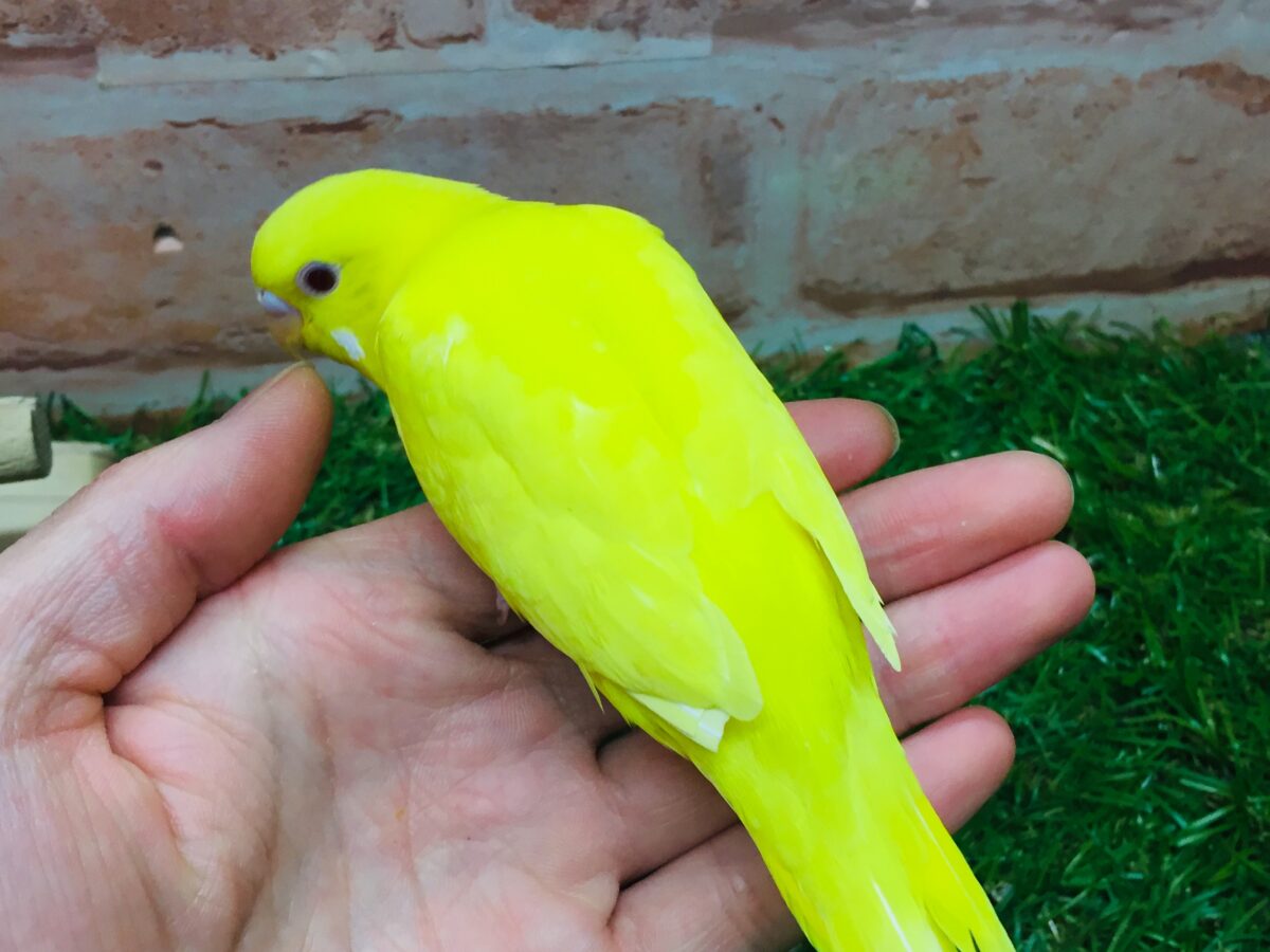【最新画像更新】ひよこそっくり!?💛 ルチノカラーのセキセイちゃん🌟🌟 セキセイインコ