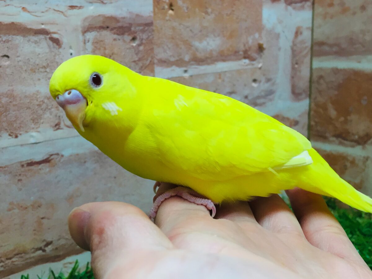 【最新画像更新】ひよこそっくり!?💛 ルチノカラーのセキセイちゃん🌟🌟 セキセイインコ