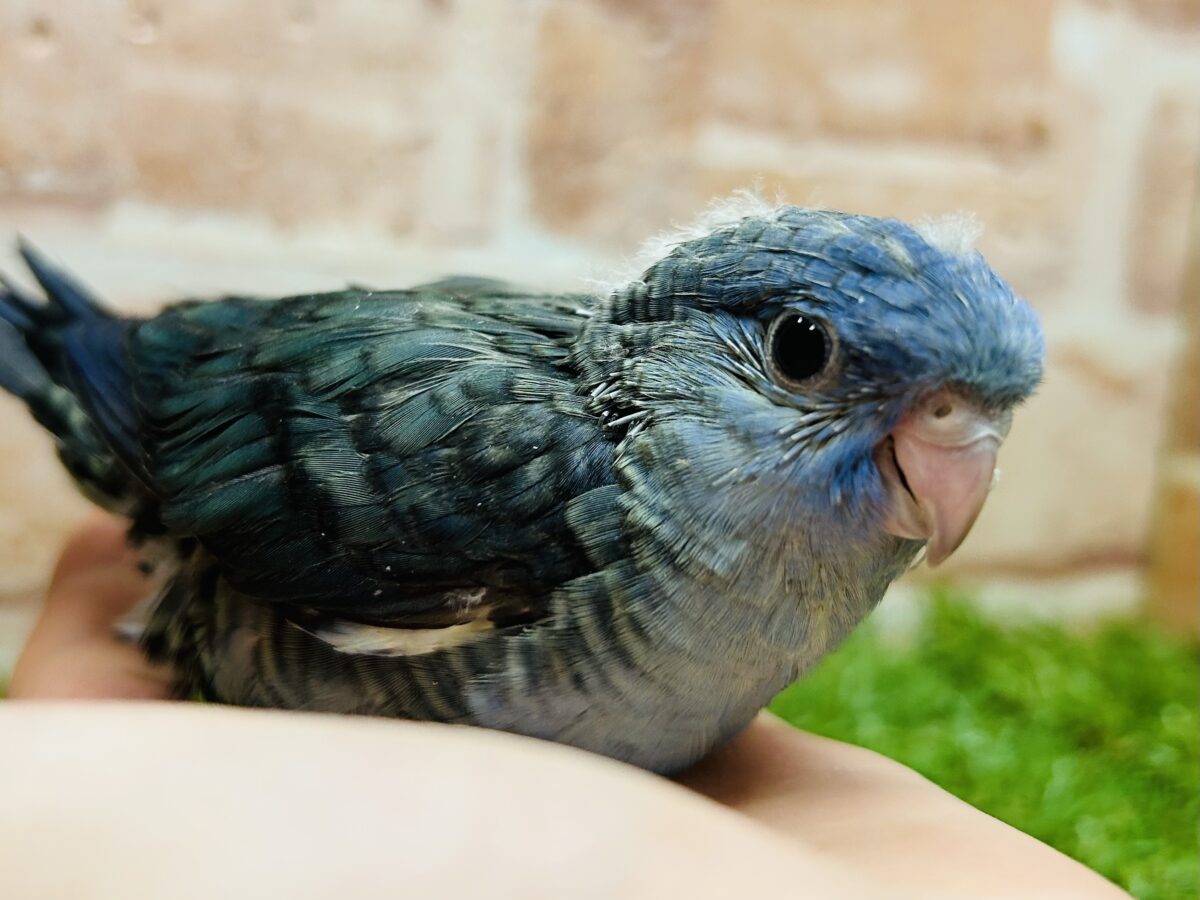 【最新画像更新】久々にブルーカラーのサザナミインコさんがやってきましたよ~💙💙💙 サザナミインコ