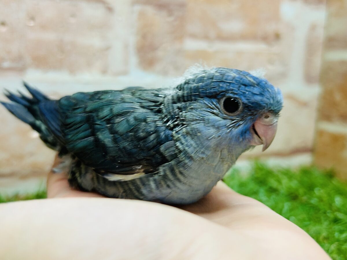 【最新画像更新】久々にブルーカラーのサザナミインコさんがやってきましたよ~💙💙💙 サザナミインコ