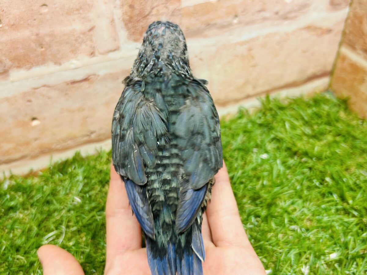 【最新画像更新】久々にブルーカラーのサザナミインコさんがやってきましたよ~💙💙💙 サザナミインコ