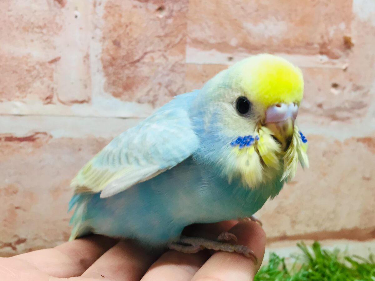 ①カラフルなセキセイちゃんがやってきましたー(*´ω`*)💗💚💛 セキセイインコ(レインボー系) セキセイインコ