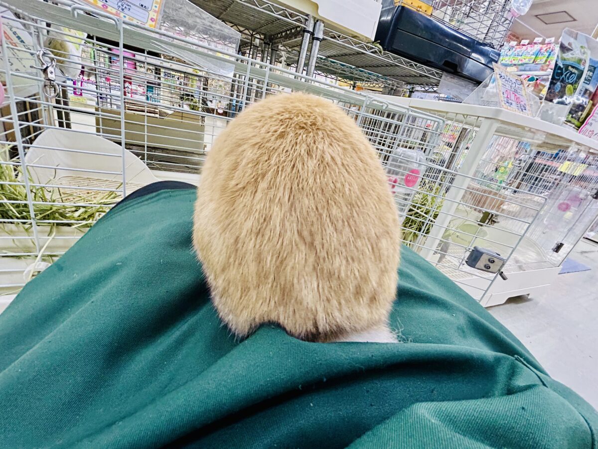 ホーランドロップ