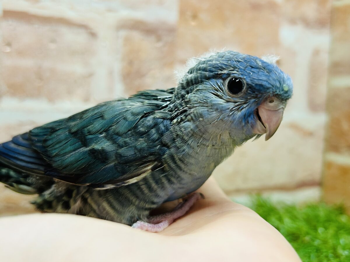 【最新画像更新】久々にブルーカラーのサザナミインコさんがやってきましたよ~💙💙💙 サザナミインコ