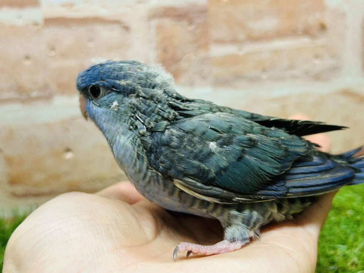 【最新画像更新】久々にブルーカラーのサザナミインコさんがやってきましたよ~💙💙💙 サザナミインコ