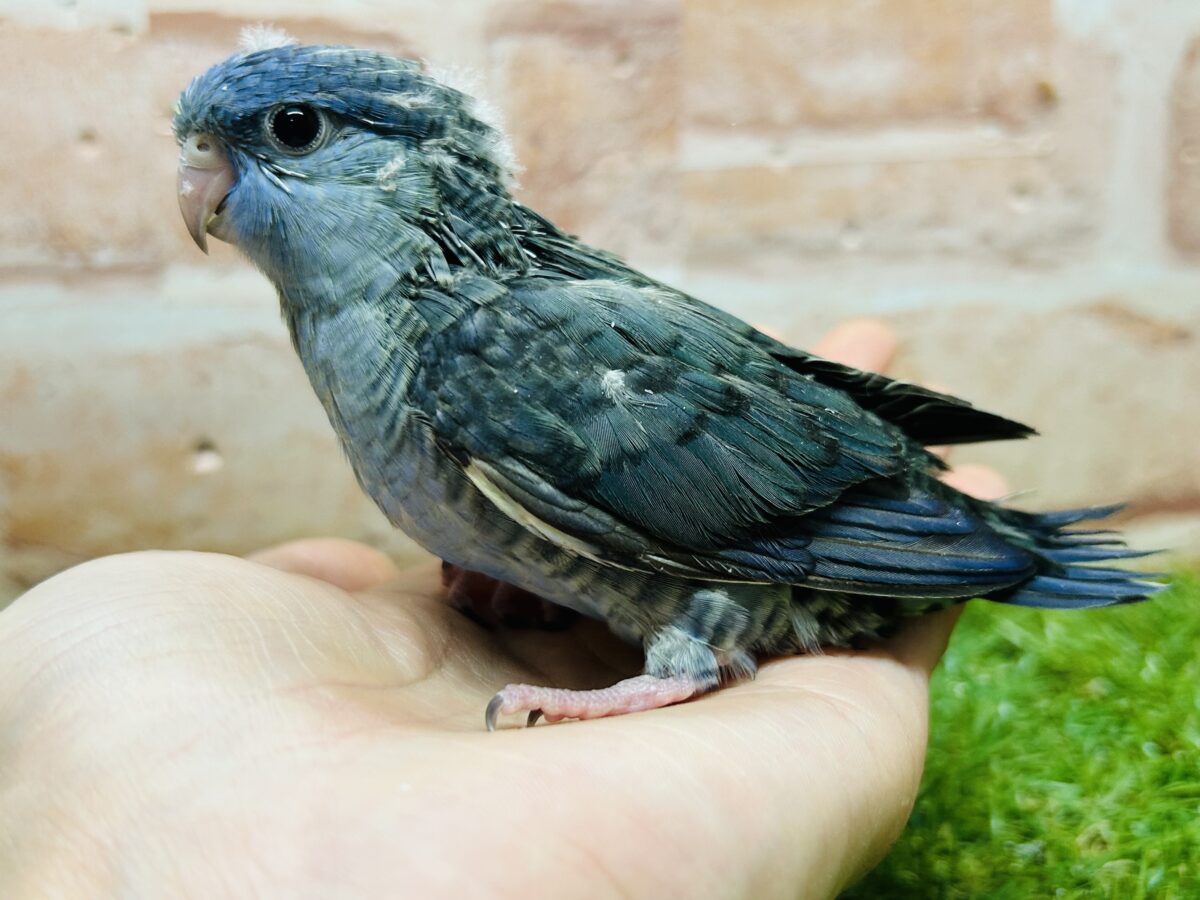 【最新画像更新】久々にブルーカラーのサザナミインコさんがやってきましたよ~💙💙💙 サザナミインコ