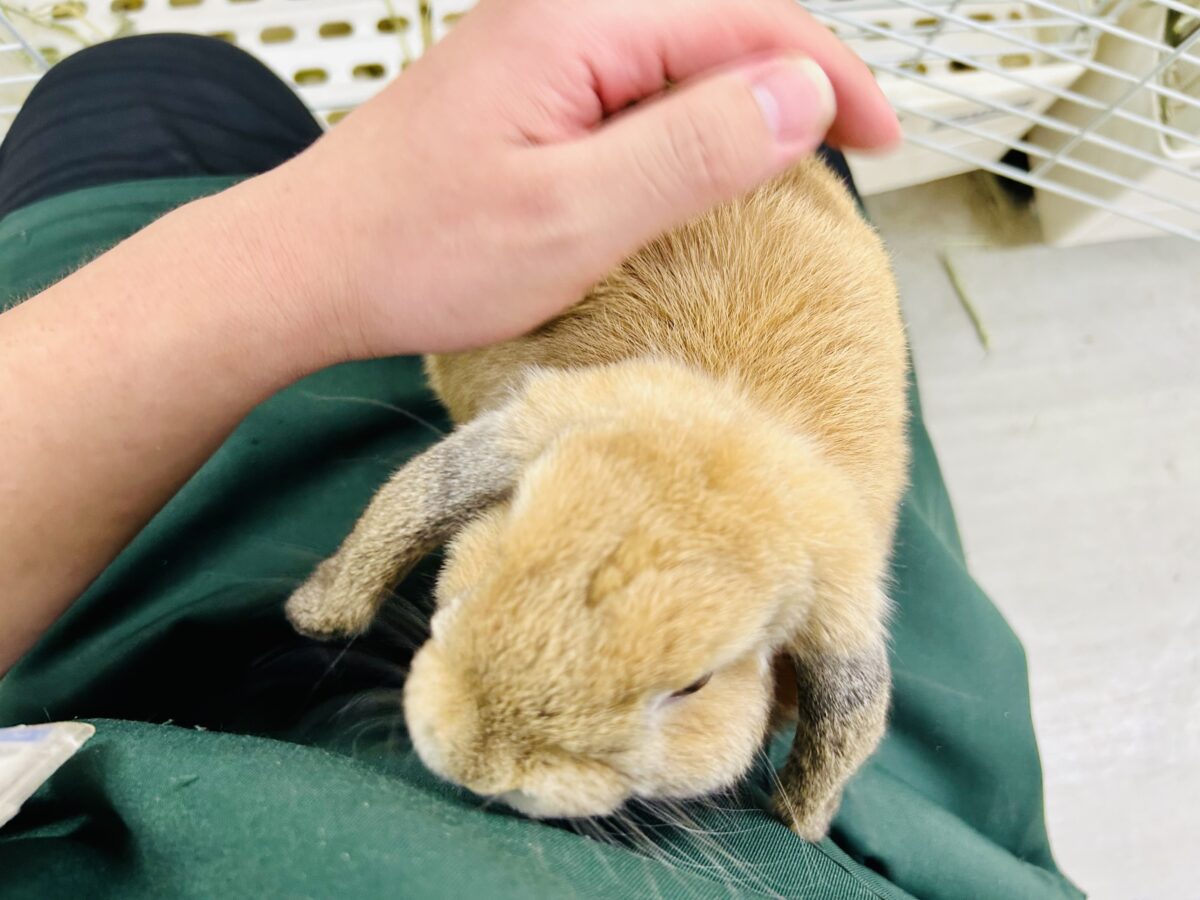ホーランドロップ