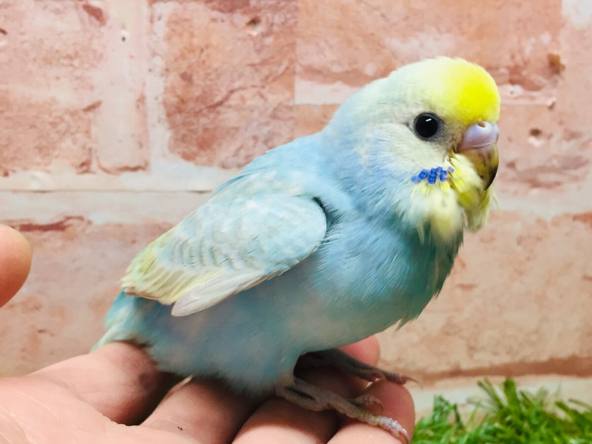①カラフルなセキセイちゃんがやってきましたー(*´ω`*)💗💚💛 セキセイインコ(レインボー系) セキセイインコ