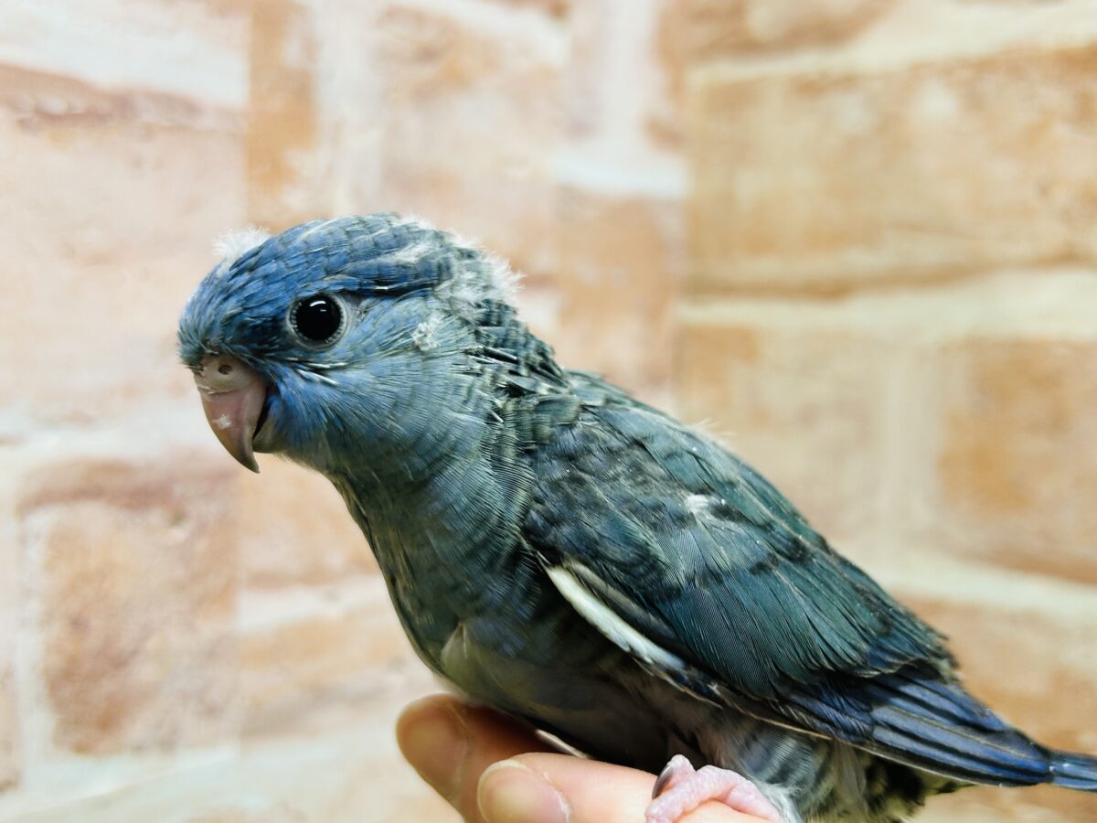 【最新画像更新】久々にブルーカラーのサザナミインコさんがやってきましたよ~💙💙💙 サザナミインコ