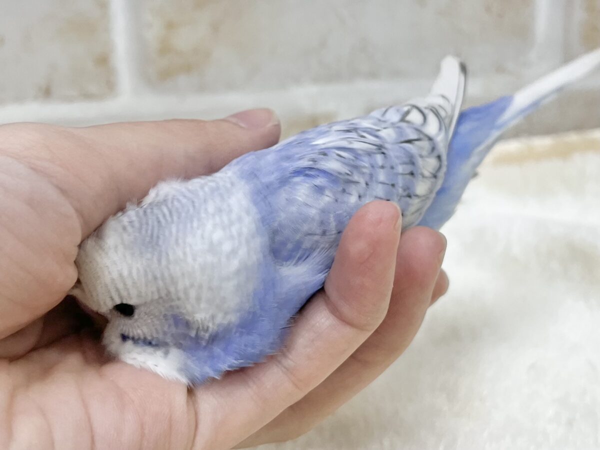 【🆙最新画像あり‼️】可愛いモフちゃん☁️💕 セキセイインコ(ブルースパングル) セキセイインコ