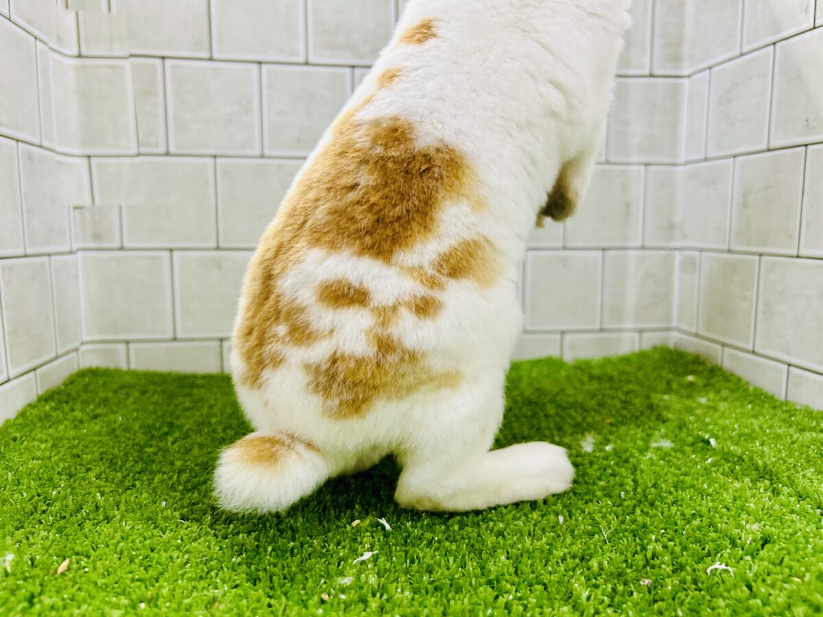 【最新画像更新☆☆】ツルスベボディの甘えん坊ちゃん(*’ω’*) ミニレッキス ミニレッキス