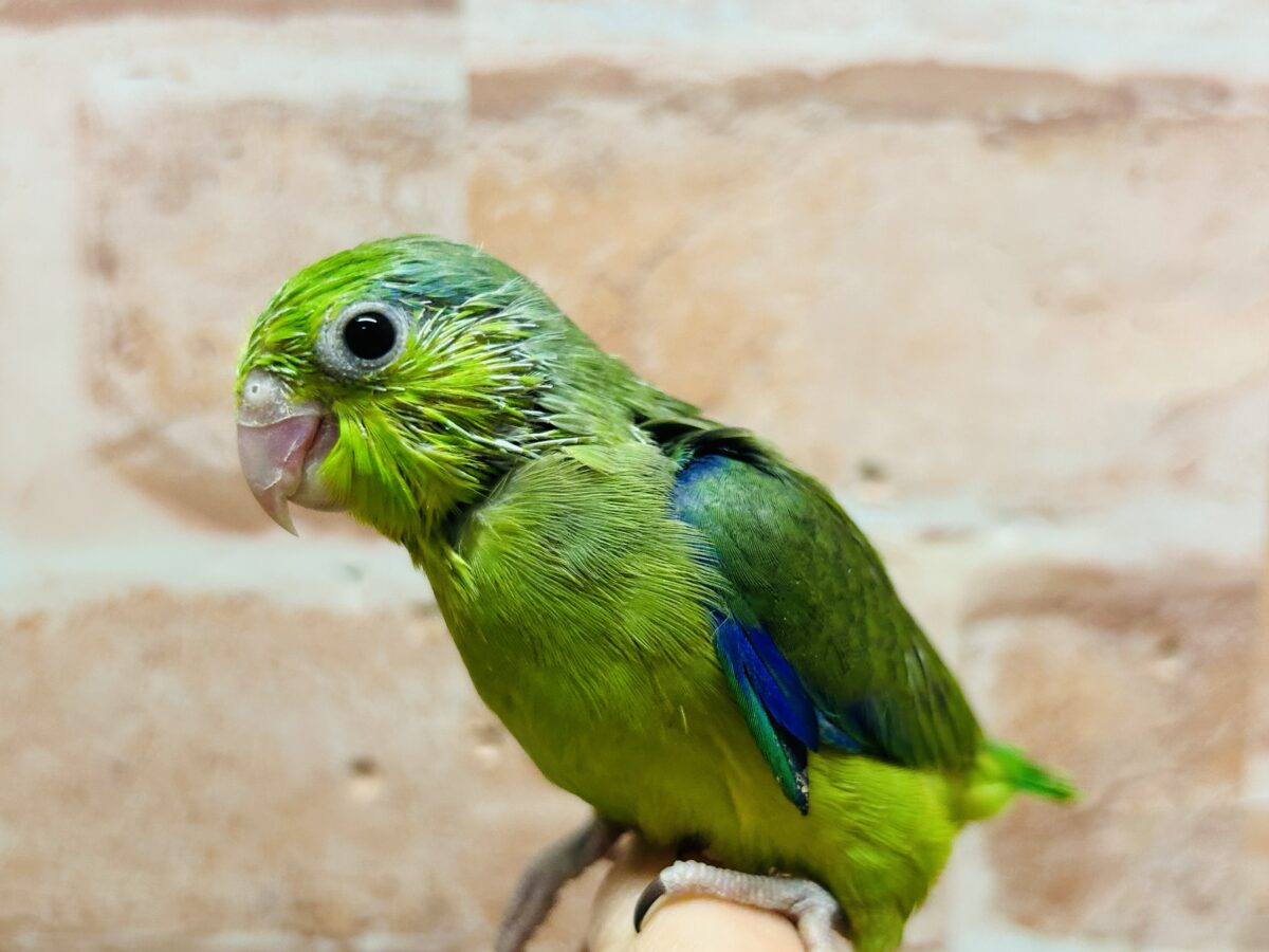 【最新画像更新】グリーンカラーのマメちゃんがやってきました✨💚✨💚✨💚 マメルリハ(ノーマル)男のコ マメルリハ