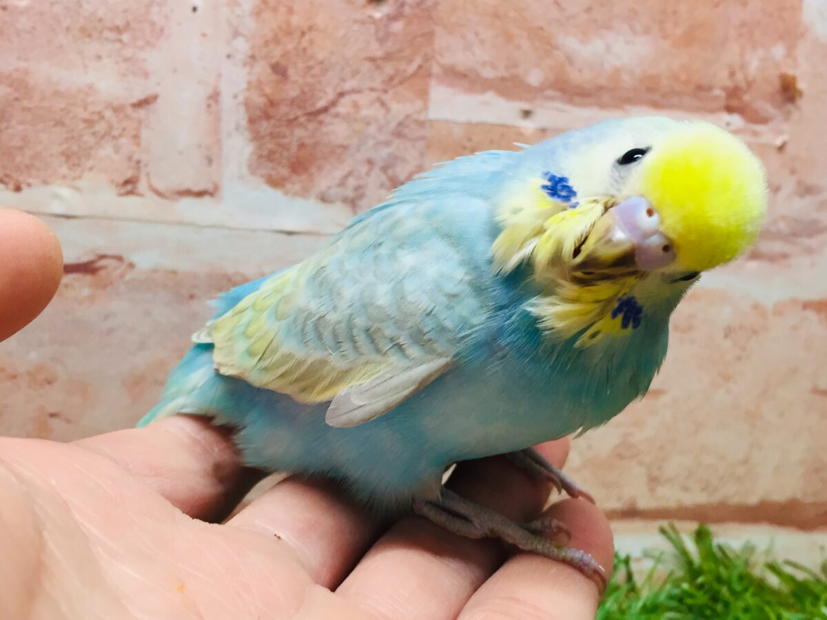 ①カラフルなセキセイちゃんがやってきましたー(*´ω`*)💗💚💛 セキセイインコ(レインボー系) セキセイインコ