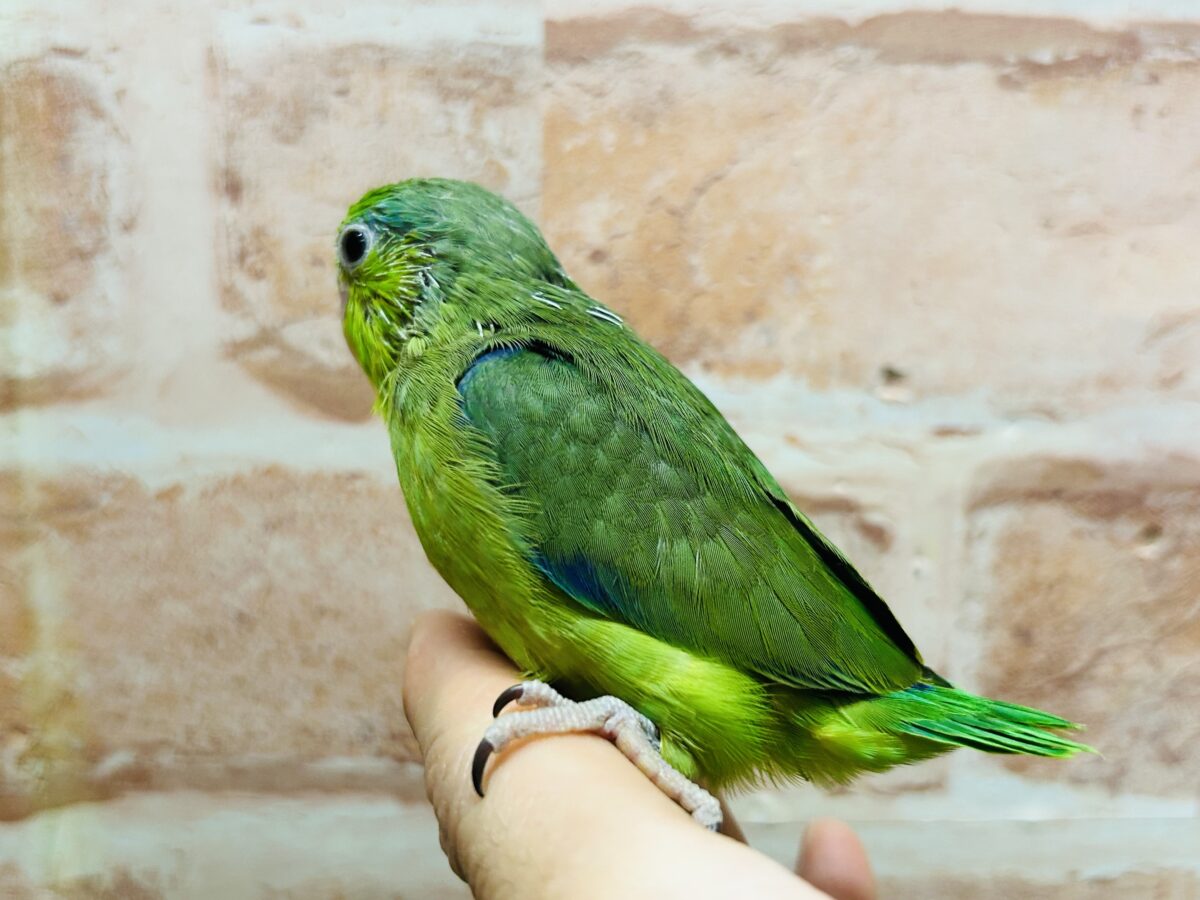 【最新画像更新】グリーンカラーのマメちゃんがやってきました✨💚✨💚✨💚 マメルリハ(ノーマル)男のコ マメルリハ