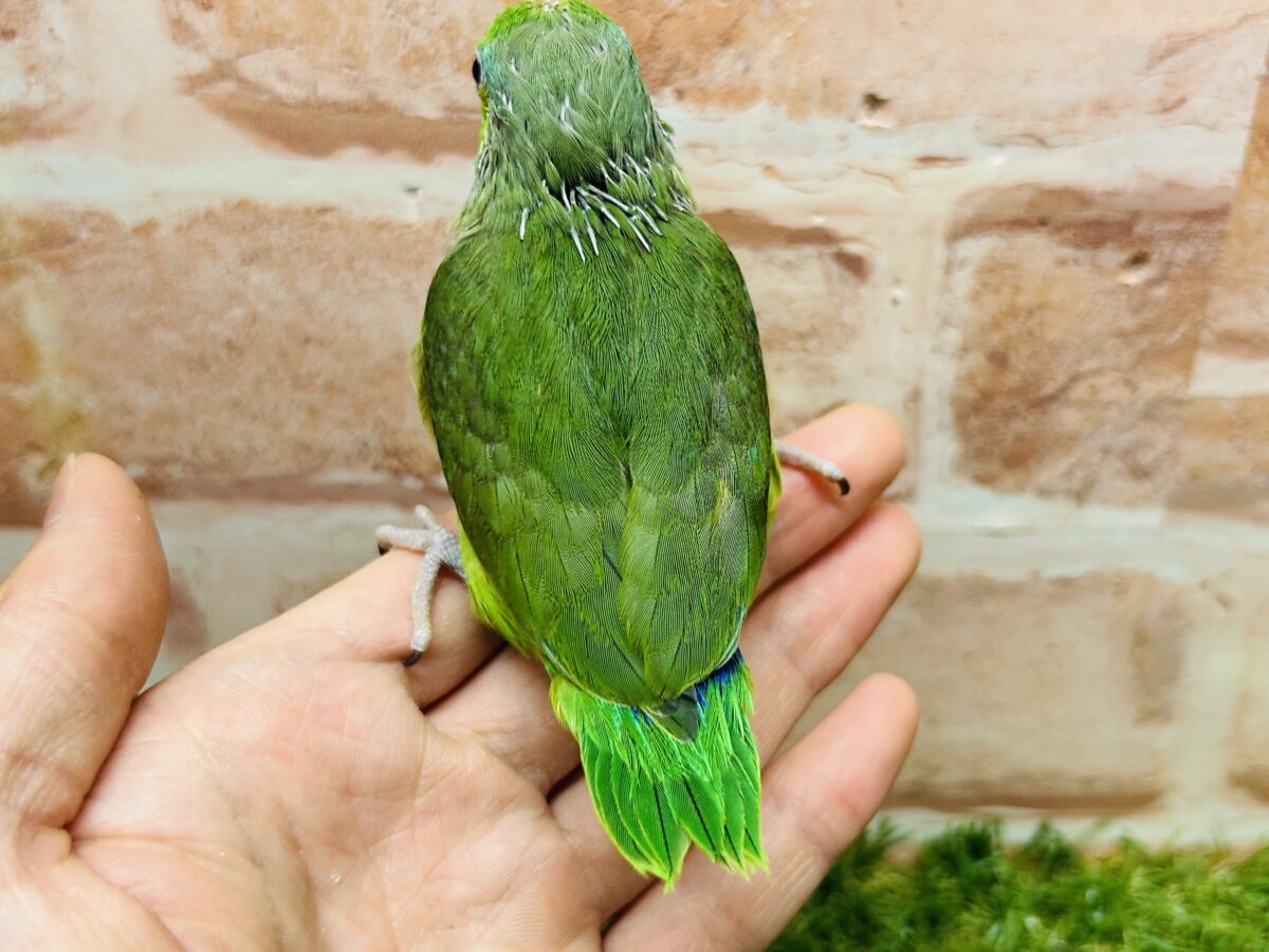 【最新画像更新】グリーンカラーのマメちゃんがやってきました✨💚✨💚✨💚 マメルリハ(ノーマル)男のコ マメルリハ