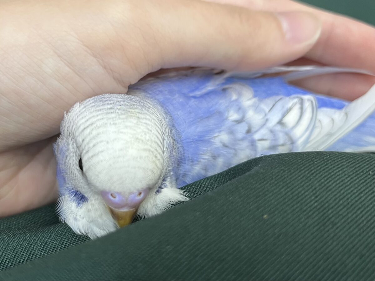 【🆙最新画像あり‼️】可愛いモフちゃん☁️💕 セキセイインコ(ブルースパングル) セキセイインコ