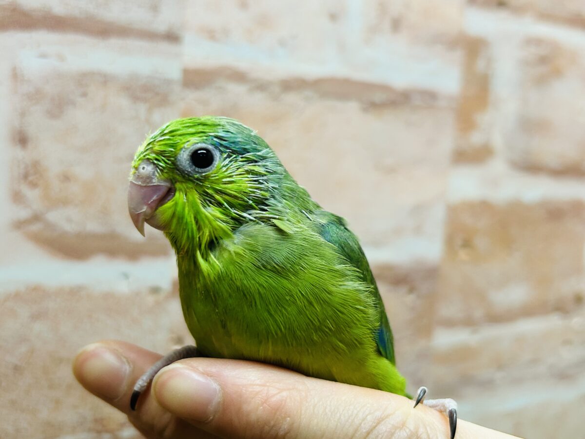 【最新画像更新】グリーンカラーのマメちゃんがやってきました✨💚✨💚✨💚 マメルリハ(ノーマル)男のコ マメルリハ