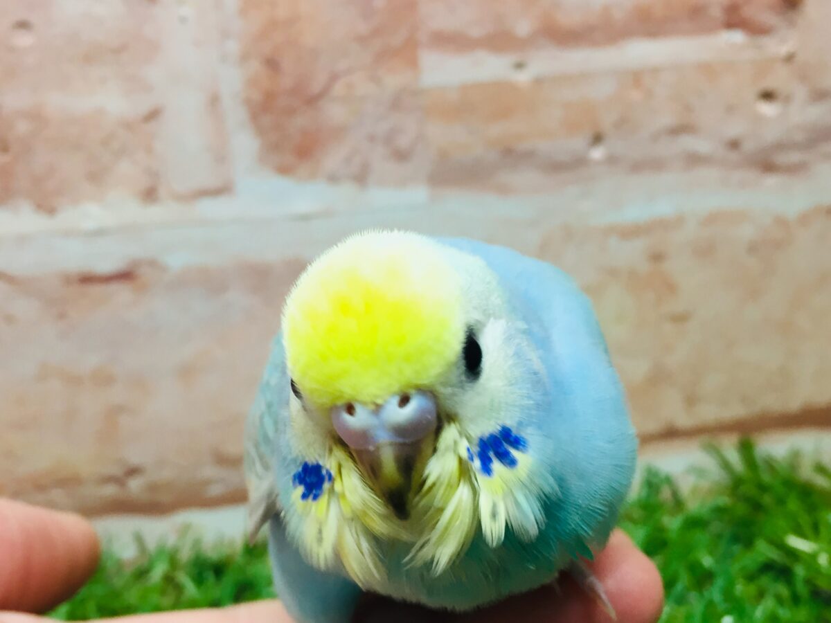 ①カラフルなセキセイちゃんがやってきましたー(*´ω`*)💗💚💛 セキセイインコ(レインボー系) セキセイインコ