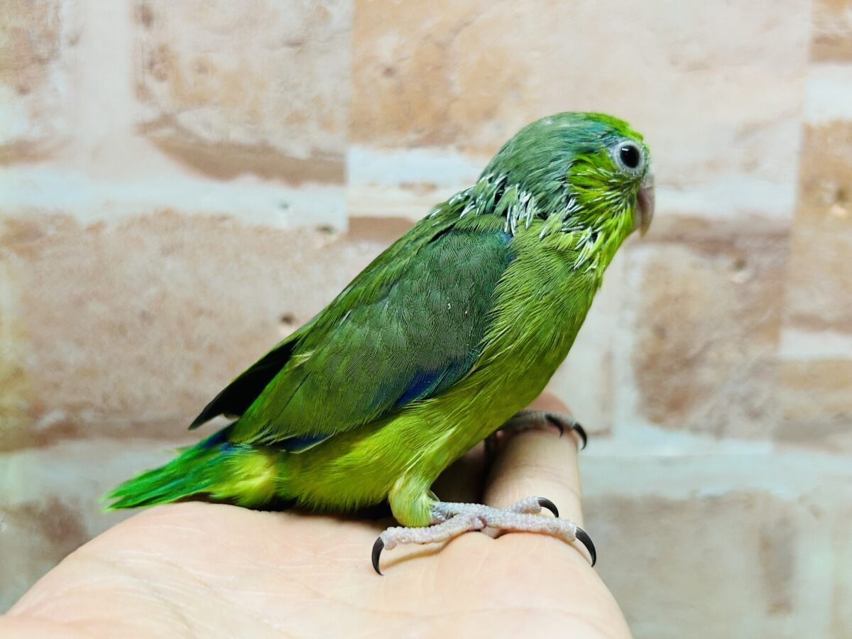 【最新画像更新】グリーンカラーのマメちゃんがやってきました✨💚✨💚✨💚 マメルリハ(ノーマル)男のコ マメルリハ