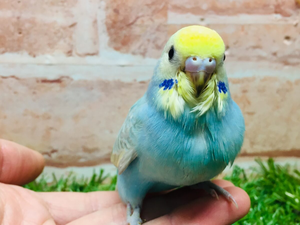 ①カラフルなセキセイちゃんがやってきましたー(*´ω`*)💗💚💛 セキセイインコ(レインボー系) セキセイインコ