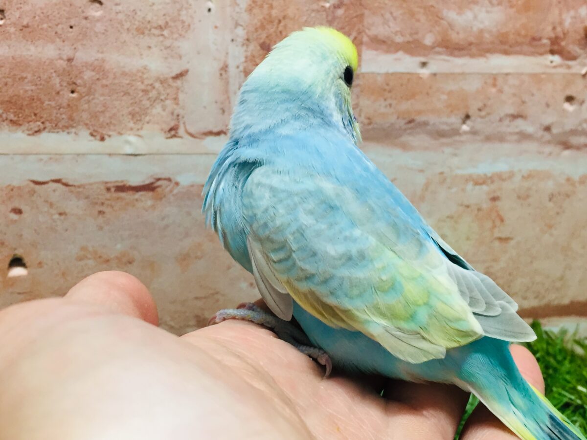 ①カラフルなセキセイちゃんがやってきましたー(*´ω`*)💗💚💛 セキセイインコ(レインボー系) セキセイインコ
