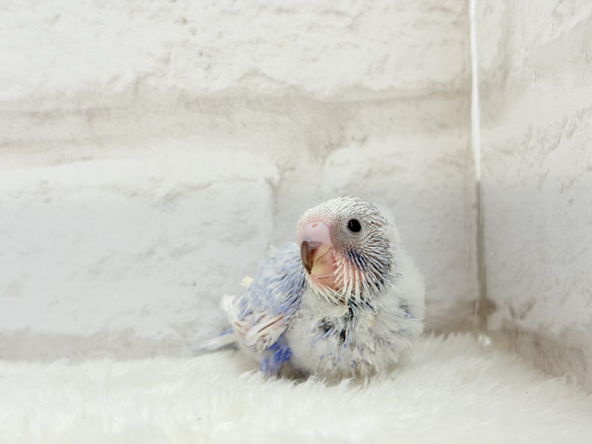 【動画更新🪄ひとり餌になりました☆】”愛嬌”って言葉がピッタリかも🐣💖セキセイインコ(スパングル) ヒナ セキセイインコ