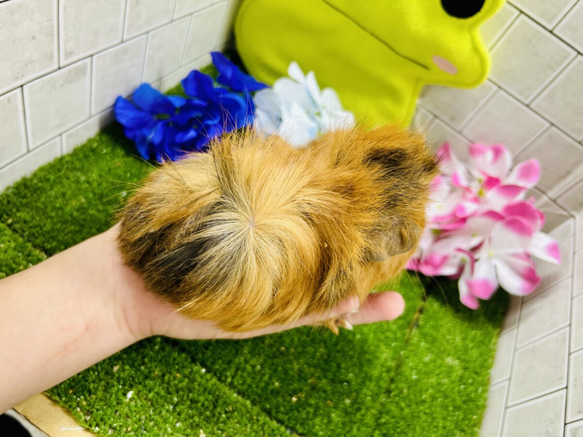 【最新画像更新☆☆】くるくるカーリーヘアー アビシニアンモルモット アビシニアンモルモット