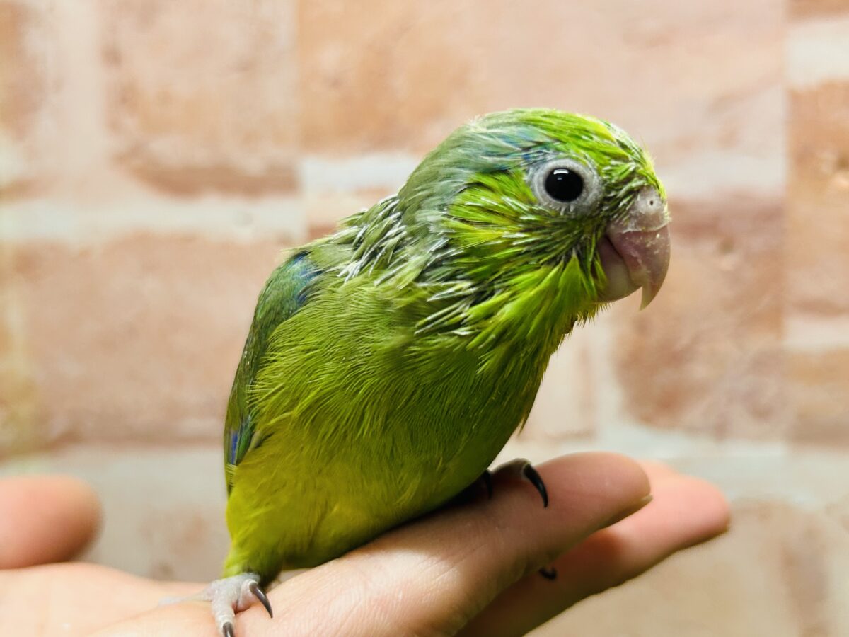 【最新画像更新】グリーンカラーのマメちゃんがやってきました✨💚✨💚✨💚 マメルリハ(ノーマル)男のコ マメルリハ