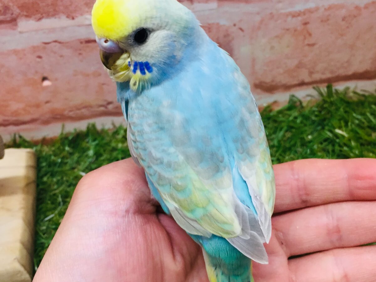 ①カラフルなセキセイちゃんがやってきましたー(*´ω`*)💗💚💛 セキセイインコ(レインボー系) セキセイインコ