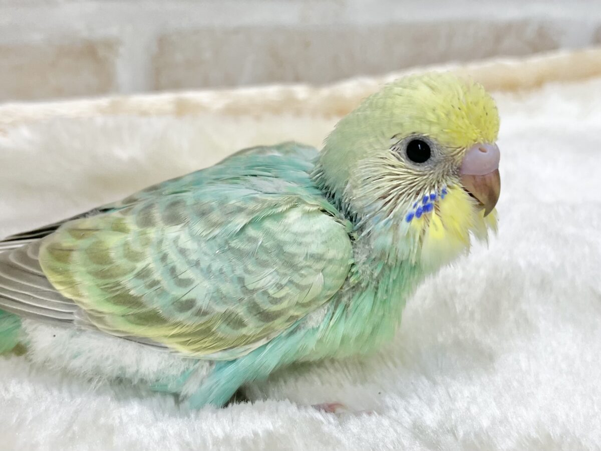 キレイなエメラルドグリーン💎💚✨ セキセイインコ(パステルレインボー) セキセイインコ
