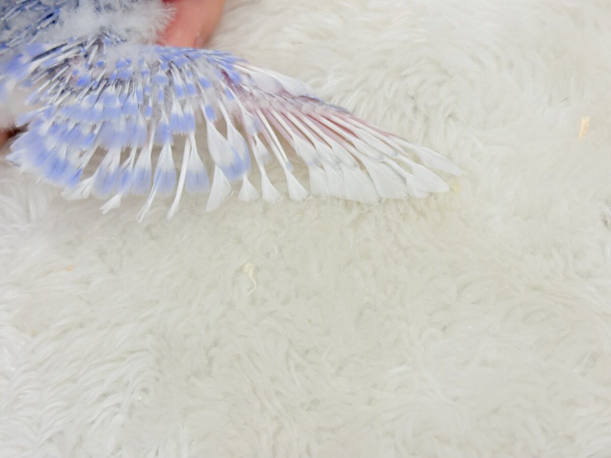 【動画更新🪄ひとり餌になりました☆】”愛嬌”って言葉がピッタリかも🐣💖セキセイインコ(スパングル) ヒナ セキセイインコ