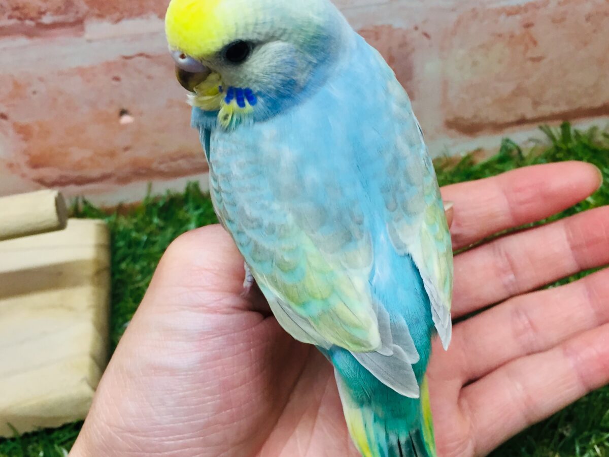 ①カラフルなセキセイちゃんがやってきましたー(*´ω`*)💗💚💛 セキセイインコ(レインボー系) セキセイインコ