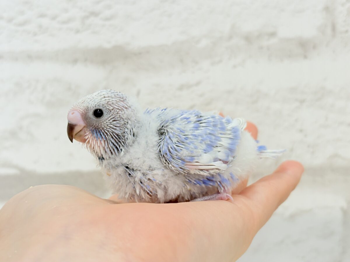 【動画更新🪄ひとり餌になりました☆】”愛嬌”って言葉がピッタリかも🐣💖セキセイインコ(スパングル) ヒナ セキセイインコ