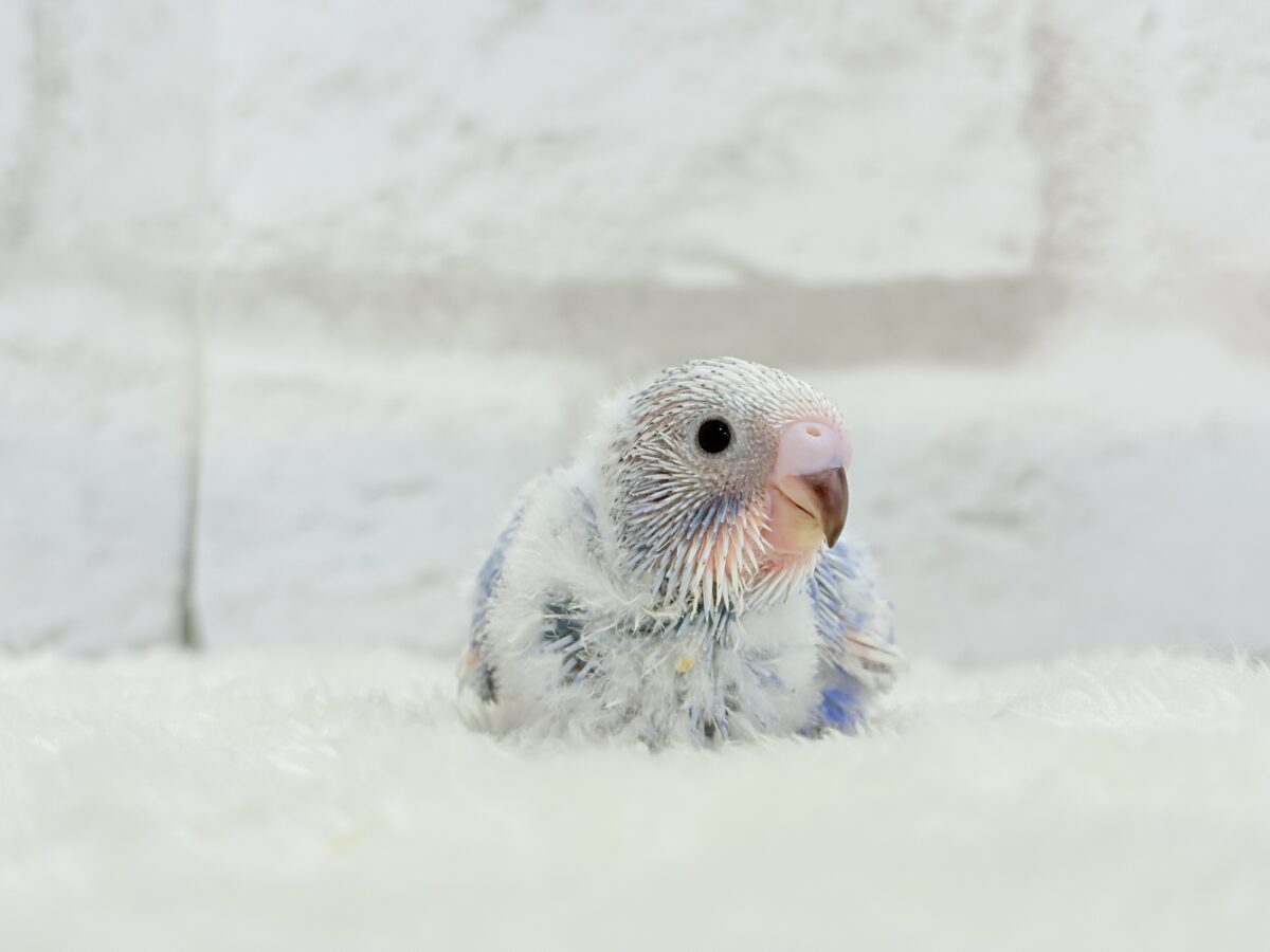 【動画更新🪄ひとり餌になりました☆】”愛嬌”って言葉がピッタリかも🐣💖セキセイインコ(スパングル) ヒナ セキセイインコ