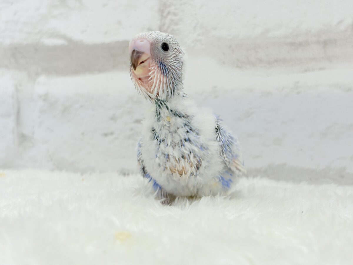 【動画更新🪄ひとり餌になりました☆】”愛嬌”って言葉がピッタリかも🐣💖セキセイインコ(スパングル) ヒナ セキセイインコ