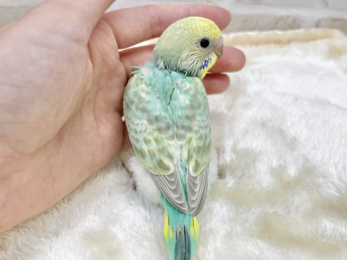 キレイなエメラルドグリーン💎💚✨ セキセイインコ(パステルレインボー) セキセイインコ