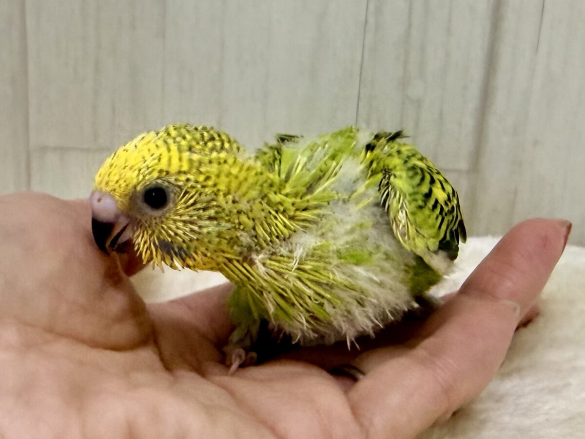 セキセイインコ