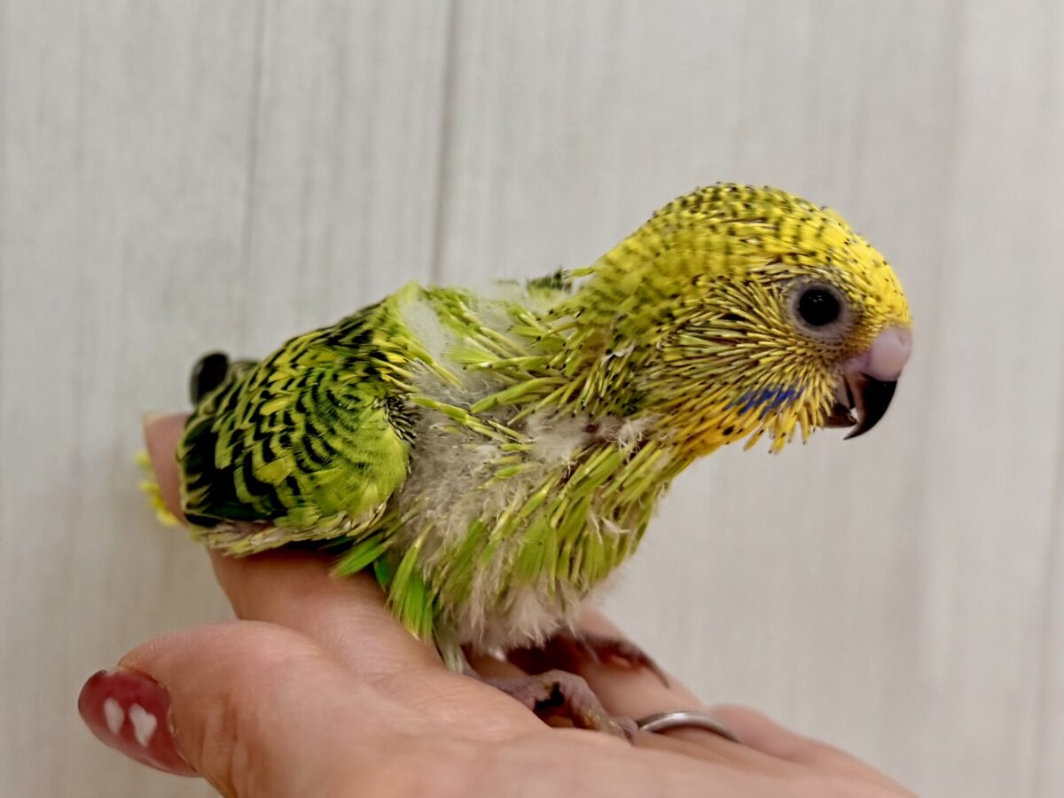 セキセイインコ