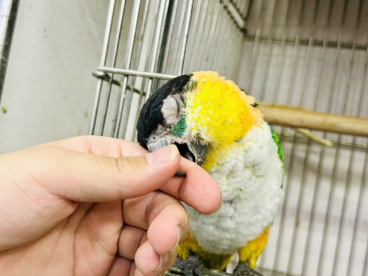 【最新画像更新☆☆】1日1歩!3日で3歩!コツコツタイプです♪ ズグロシロハラインコ ズグロシロハラインコ