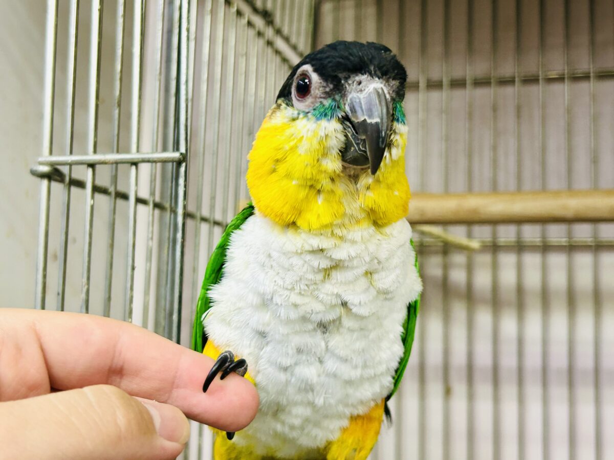 【最新画像更新☆☆】1日1歩!3日で3歩!コツコツタイプです♪ ズグロシロハラインコ ズグロシロハラインコ