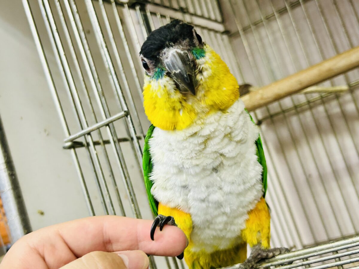 【最新画像更新☆☆】1日1歩!3日で3歩!コツコツタイプです♪ ズグロシロハラインコ ズグロシロハラインコ